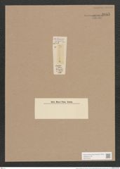 Synedra ulna (Nitzsch) Ehr. (de-Toni-Nr.: Genus 66, Species 2584) Zeichnungen Sammlung Grunow Nr. 5185 (NHMW-BOT-W0373545)